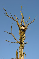 Odersbach Landschaft Lahnauen Toter Baum