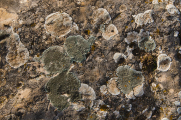 lichen on stone