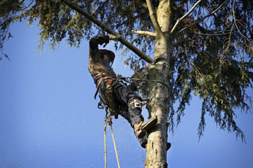 Arborist cutting tree