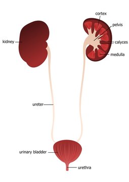 Kidney, ureter, urethra - description