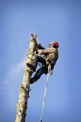 Arborist cutting tree