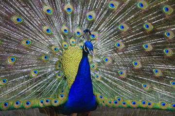 Closeup of beautiful peacock