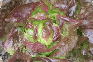 roter Kopfsalat