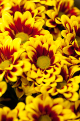 Chrysanthemum Flowers