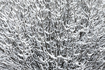 Snowy branches