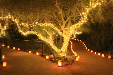 forked path illuminated by tree lights and luminarias