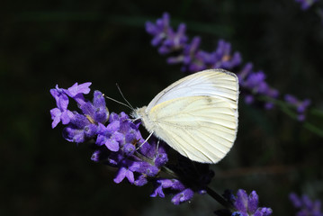 weisser schmetterling auf lawendel