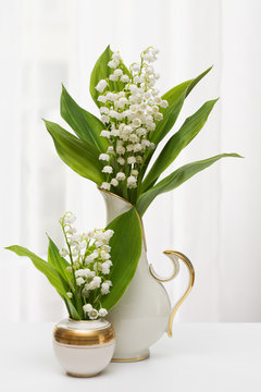 Lilly of the Valley