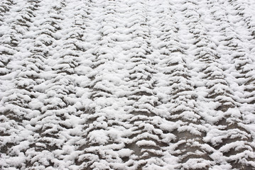 Slate roof covered with thawing snow