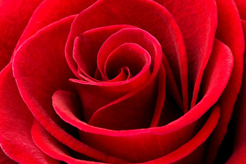 Beautiful red rose close up