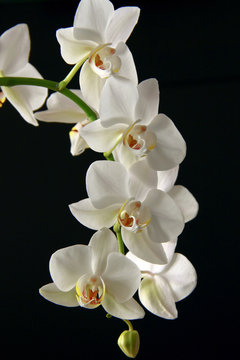Fototapeta Orchid white on a black background