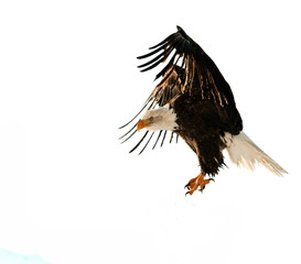 The Bald Eagle (Haliaeetus leucocephalus)