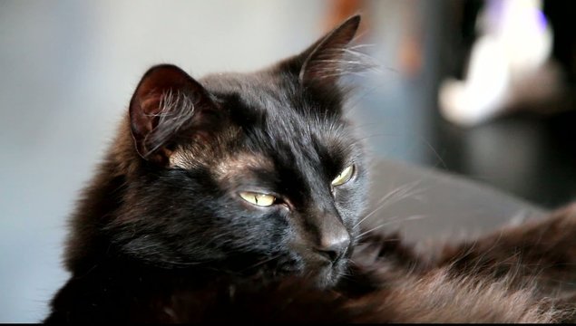 chat noir