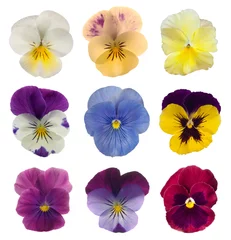 Zelfklevend Fotobehang verzameling viooltjes © novadomus