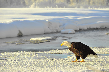 Adult Bald Eagle on snow