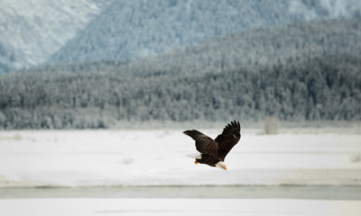 Flying Bald eagle.