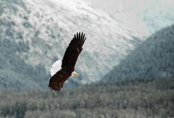 Flying Bald eagle.