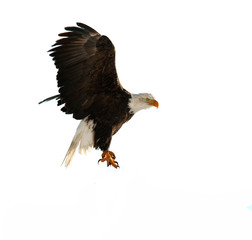 The Bald Eagle (Haliaeetus leucocephalus) © Uryadnikov Sergey