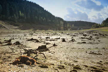 Dog in the dead forest.