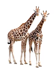 Papier Peint photo Lavable Girafe girafes isolées