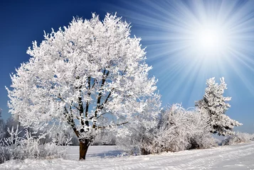 Photo sur Plexiglas Hiver winter tree in Czech Republic