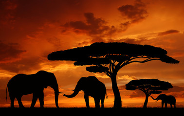 Silhouette elephants in the sunset
