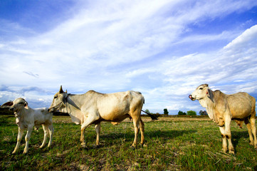 Asian Cow