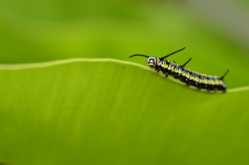 caterpillar of plain tiger butterfly