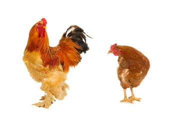 yellow cock and hen