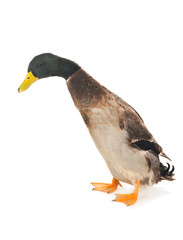 duck