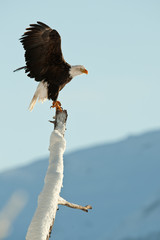 Obraz premium The Bald Eagle (Haliaeetus leucocephalus)