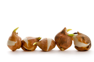 Fünf Tulpenzwiebeln