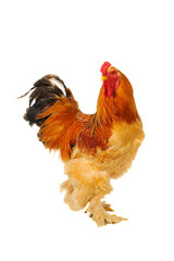 thoroughbred brown cock © fotomaster