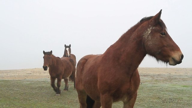 caballos en la niebla4