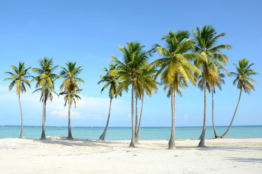 palmenstrand