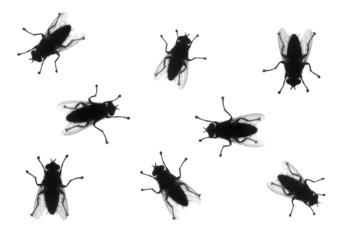Silhouetted houseflies on White