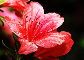 Red flowe