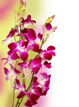 Fresh violet orchids isolated