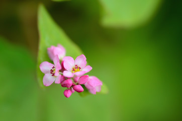 赤蕎麦の花
