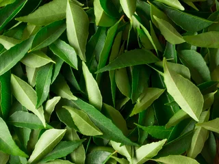 Foto op Plexiglas close up of fresh indian curry leaves © fkruger