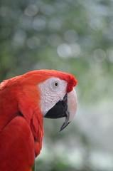 コンゴウインコ　顔　アップ　Scarlet Macaw