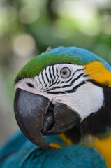 ルリコンゴウインコ 顔のアップ