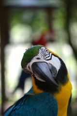 顔をかしげるルリコンゴウインコ