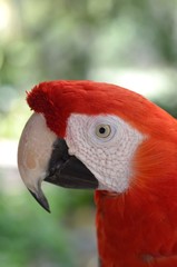 コンゴウインコ　顔　アップ　Scarlet Macaw