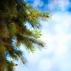 Art Christmas tree branch on a blue background