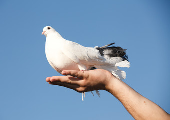 white pigeon in hand against sky