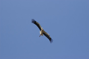 Fototapeta na wymiar Stork