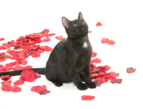 Black Cat And Rose Pedals