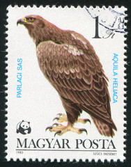 eagle