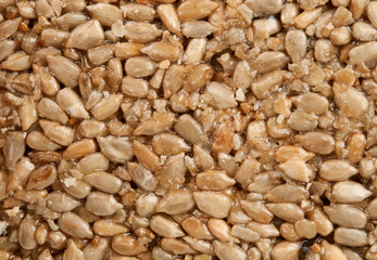 Honey bears with sunflower seeds